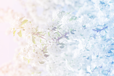 Spring apple blossom, flowers over a light pink and blue backgroundの写真素材