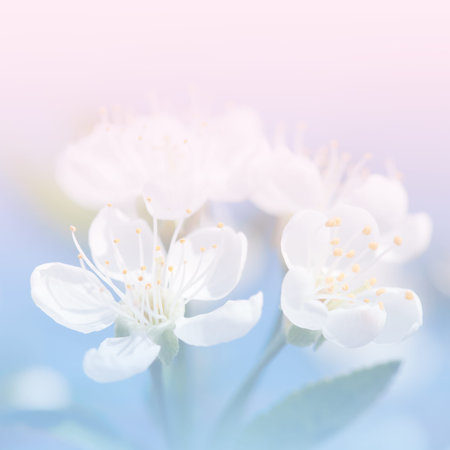 Spring apple blossoms, flowers over a light pink background
