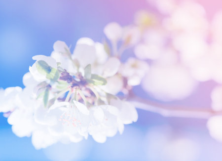 Spring apple blossom, flowers over a light pink and blue background