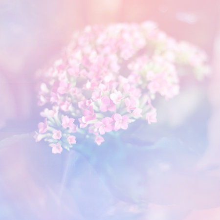 Flower nature element over pink and blue colored background, boho style colorsの写真素材