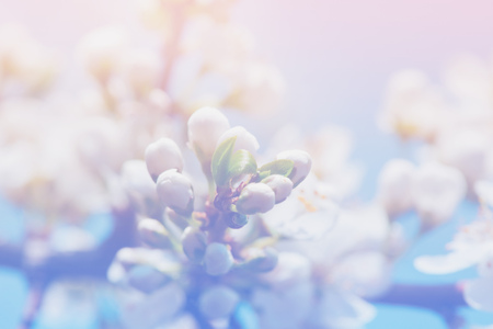 Spring apple blossom, flowers over a light pink and blue backgroundの写真素材