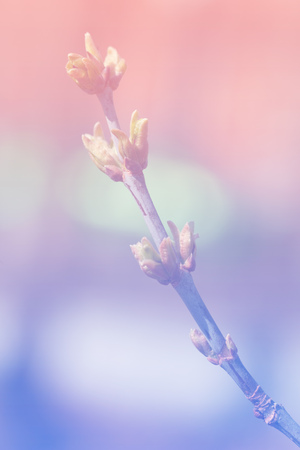 Buds on the branches, nature element over pink and blue colored background, boho style colorsの写真素材
