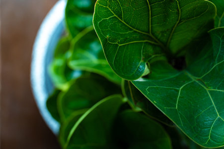 Green Leaf on Black Background. Look and feel of Tropical Forest and Natureの写真素材