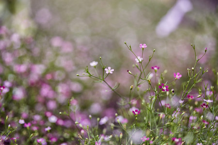 Gypsophila flower beautiful