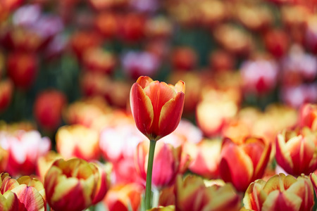 The beautiful Tulip flowers.の写真素材