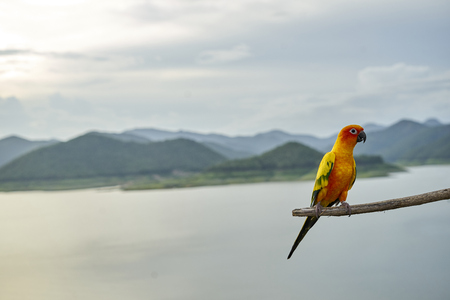 The Parrot is on a twig with a background of sky and mountains.の写真素材