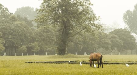 Horse in the parkの写真素材