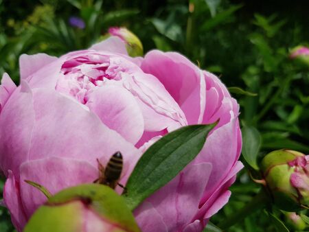 Peony ...の写真素材