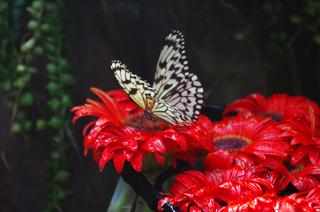 Butterfly on red flowers at the Butterfly Garden at the Singapore Airportの写真素材