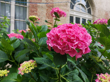 Pink hydrangea flowers blooming in the garden in summer