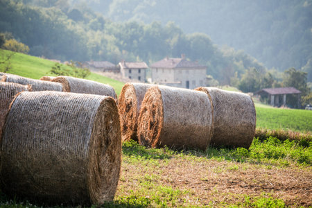 after the harvest, round hay bales on the slope of the field: on the background, the ancient...