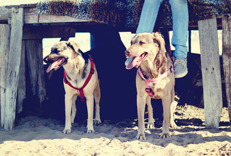 Two dogs under a pier with their owner in a beach of Mar del PLata, Argentina, looking to the sea.の写真素材