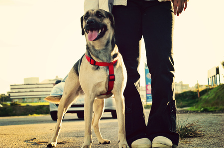 Dog with the owner standing looking at somethingの写真素材