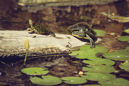 two turtle in the water  in the Arboretum and Botanic gardens in Houston, Texasの写真素材