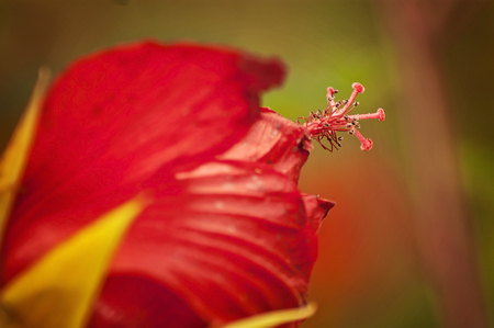 Red flower of the Turk's Cap in the Arboretum and Botanic gardens in Houston, Texasの写真素材