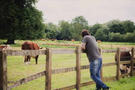a man looking at the cows in a field next to Lackham College,in Lacock, Somerset ,England,Europeの写真素材