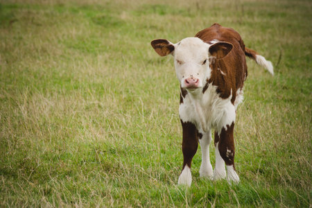Calf in field close to  Lacock village, Wiltshire, England, UK