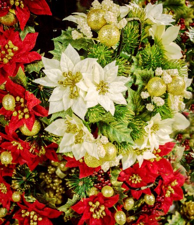 Poinsettia Christmas decorations for sale in a store, UKの写真素材