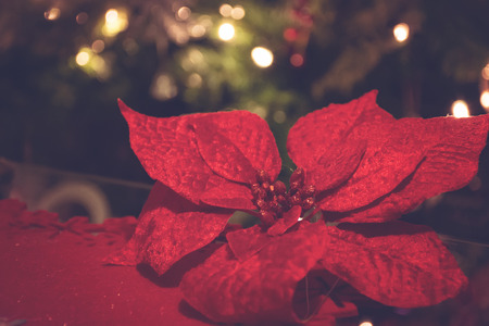 Festive Christmas decorations with flower Poinsettiaの写真素材