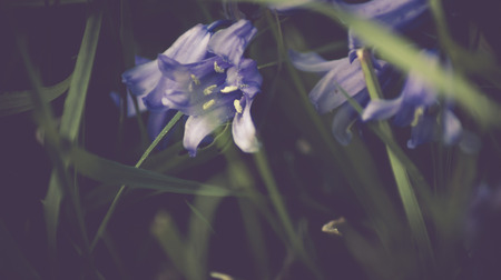Hybrid Bluebells or common bluebells - Hyacinthoides non-scripta in an english garden in springの写真素材