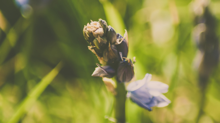 spring bluebells in a wood just about to burst into flowerの写真素材
