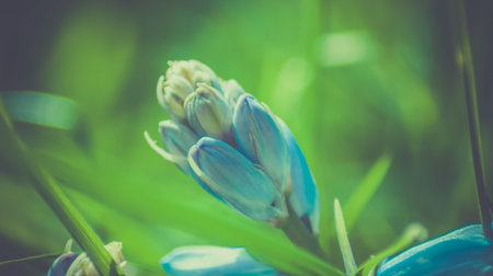 spring bluebells in a wood just about to burst into flower