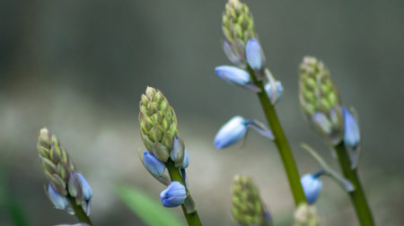 spring bluebells in a wood just about to burst into flowerの写真素材