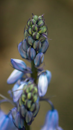 spring bluebells in a wood just about to burst into flower