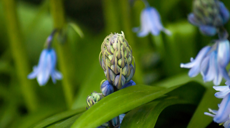 Hybrid Bluebells or common bluebells - Hyacinthoides non-scripta in an english garden in springの写真素材