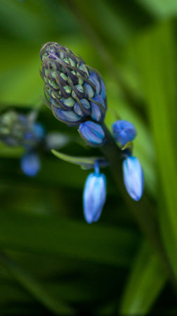 spring bluebells in a wood just about to burst into flower