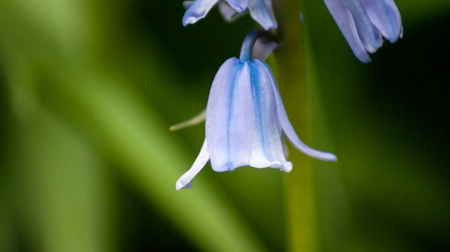 Hybrid Bluebells or common bluebells - Hyacinthoides non-scripta in an english garden in springの写真素材