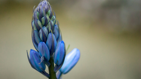 spring bluebells in a wood just about to burst into flowerの写真素材
