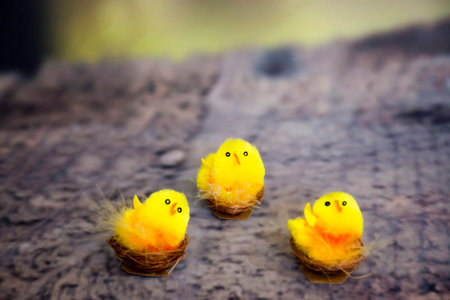 Still life photo of easter  chicks on wooden floor