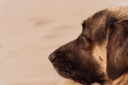 A dog lying on the sand watching other dog and people passing by on the beach of Woolacombe.の写真素材