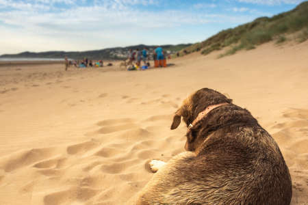 A dog lying on the sand watching other dog and people passing by on the beach of Woolacombe.の写真素材
