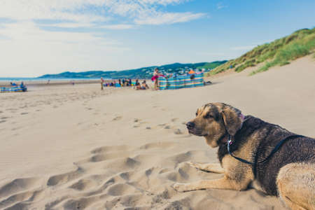 A dog lying on the sand watching other dog and people passing by on the beach of Woolacombe.の写真素材
