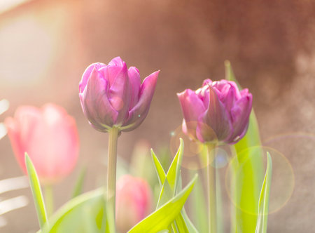 Tulips and dreamy light