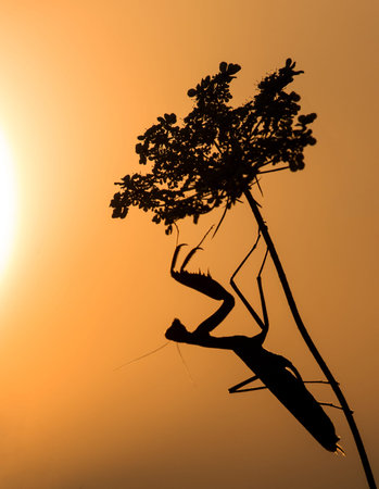 Mantis religiosa