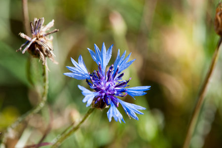 Cornflower