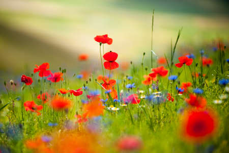 spontaneous composition of poppiesの写真素材