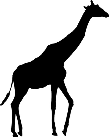 giraffe silhouette - isolated vector illustrationのイラスト素材