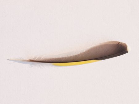 Feather of Eurasian siskin (Spinus Spinus) passerine bird aka European siskin or common siskinの写真素材