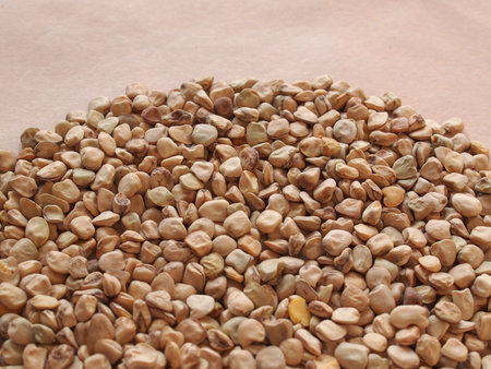 Grass pea (Lathyrus sativus) aka sweet pea, chickling pea, Indian pea, white pea, cicerchia pea...