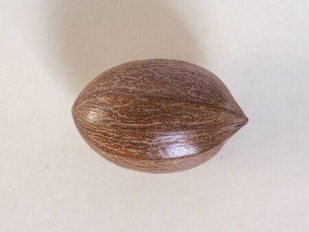 a bunch of pecan nuts (Carya illinoinensis) still uncracked foodの写真素材
