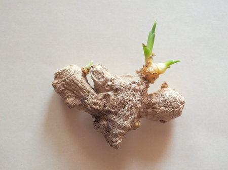 ginger root (Zingiber officinale) vegetables vegetarian and vegan food with sprout