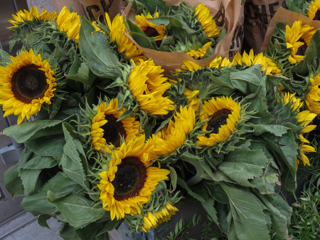 GOTEBURG, SWEDEN - CIRCA AUGUST 2017: helianthus Annuus aka Sunflower flower bloom on display for saleのeditorial素材
