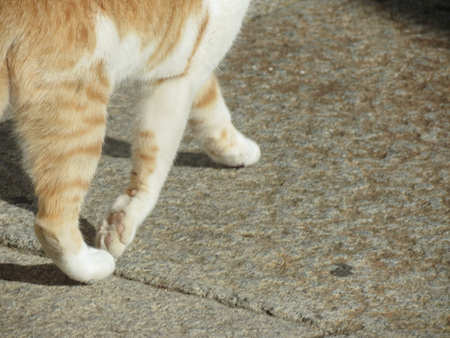 Red tabby domestic cat domesticated housecat aka Felis catus or Felis silvestris mammal animal - detail of the feetの写真素材