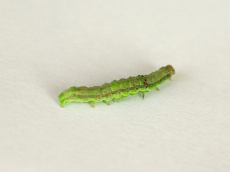 Golden Twin-spot moth (Chrysodeixis chalcites) larva over white backgroundの写真素材