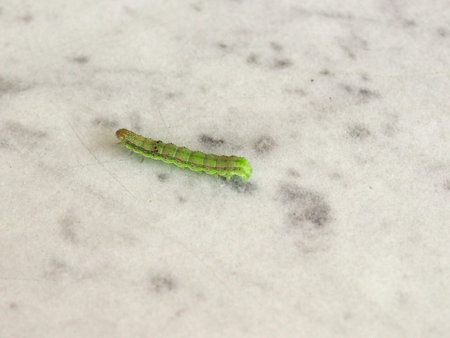 Golden Twin-spot moth (Chrysodeixis chalcites) larva over white and grey marble surface