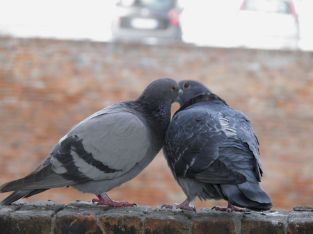 A domestic pigeon bird animal coupleの写真素材